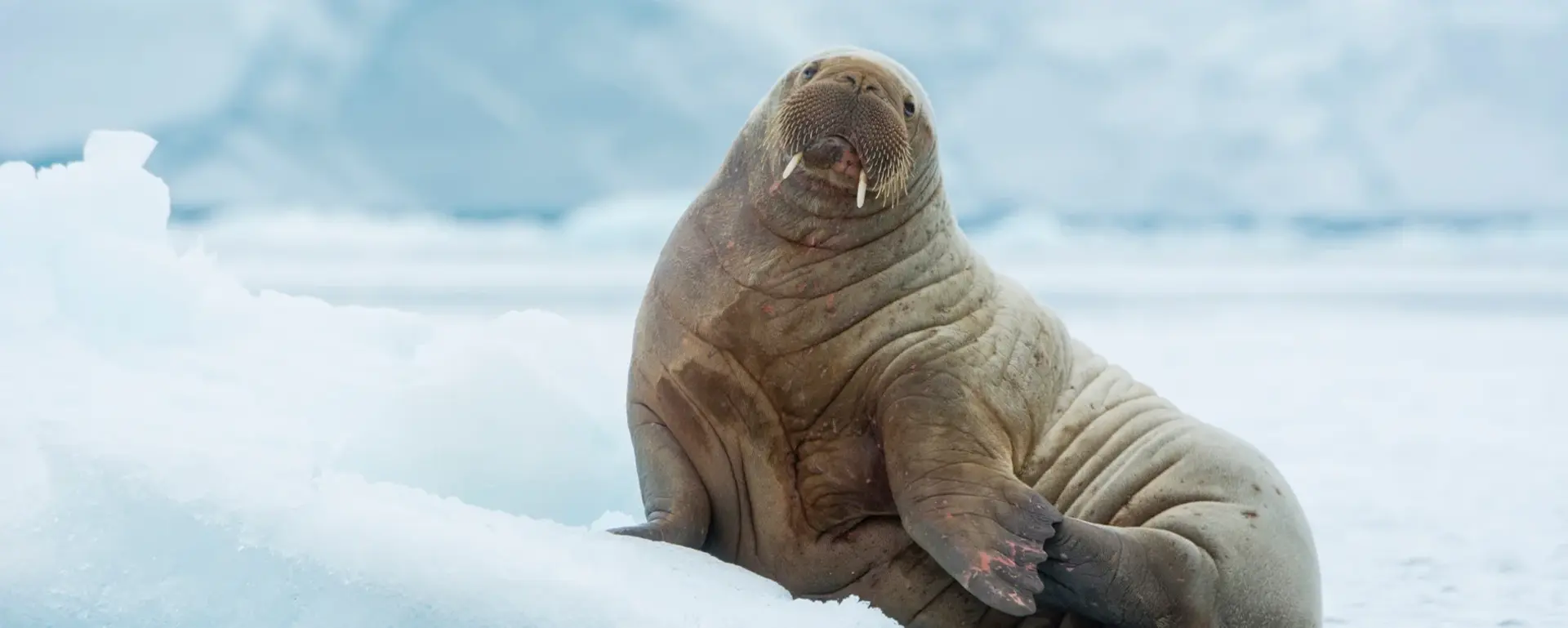 A walrus in an icy landscape